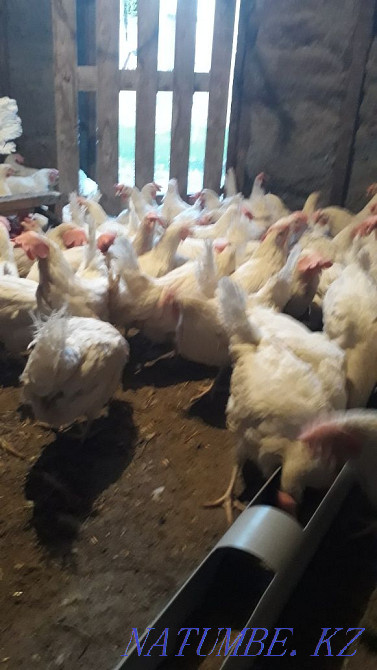 Sell laying hens  - photo 2