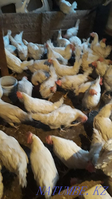 Жұмыртқа тауықтарын сатыңыз  - изображение 1