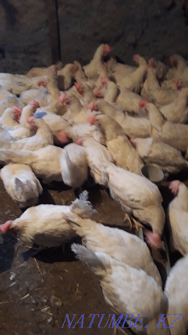 Sell laying hens  - photo 3