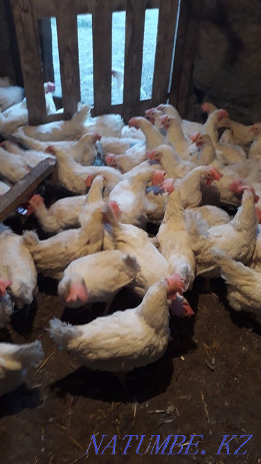Sell laying hens  - photo 2