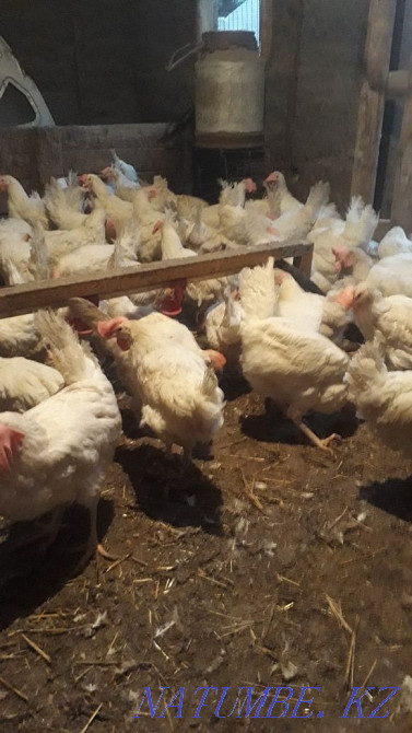 Sell laying hens  - photo 1