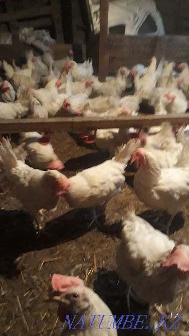 Sell laying hens  - photo 4