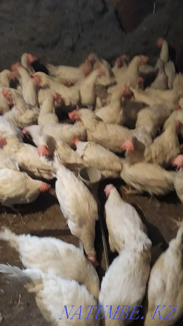 Продам курей несушки  - изображение 1