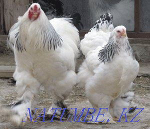 Sell chickens brahma  - photo 2