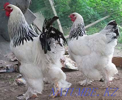 Sell chickens brahma  - photo 3