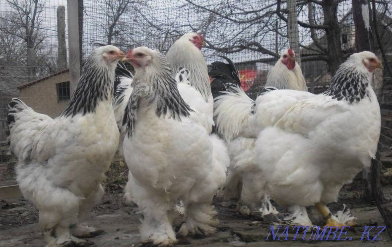 Sell chickens brahma  - photo 1