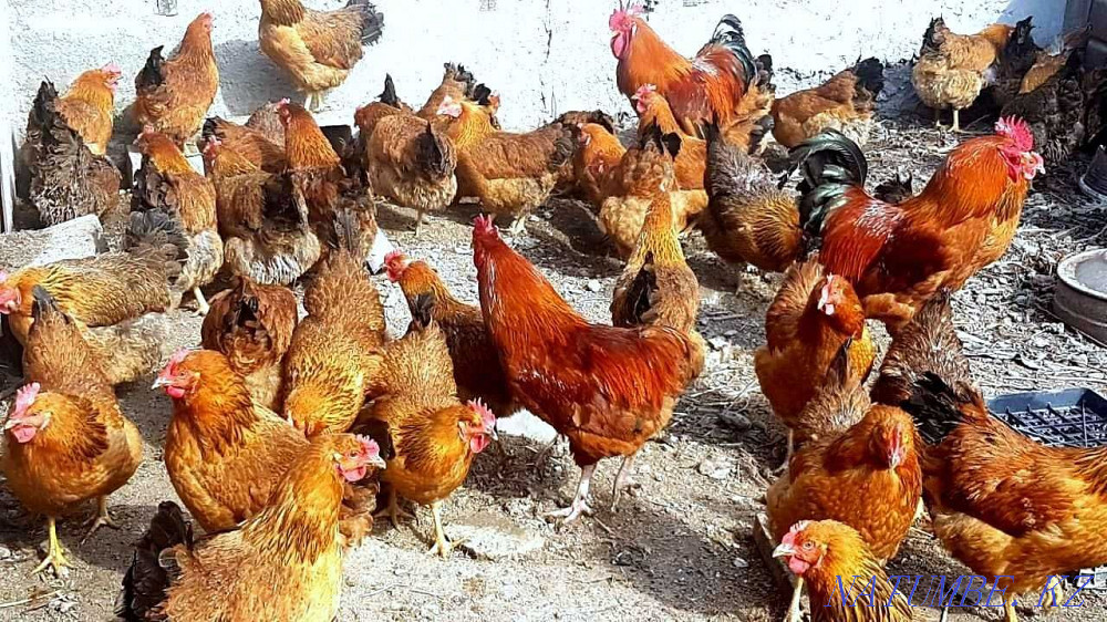 For sale chickens and roosters of pure Kuchinsky breed  - photo 2