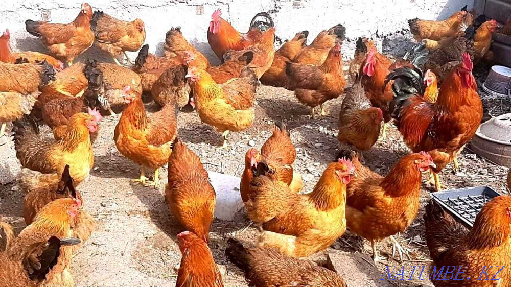 For sale chickens and roosters of pure Kuchinsky breed  - photo 3