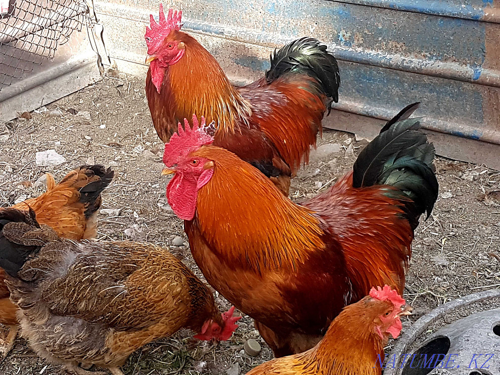 For sale chickens and roosters of pure Kuchinsky breed  - photo 1