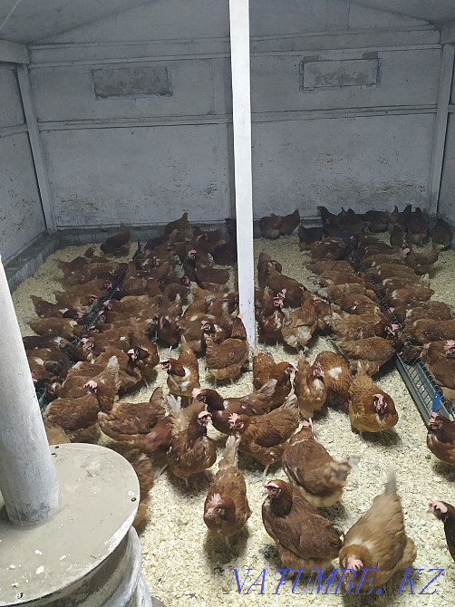 Продам молодых курей  - изображение 2