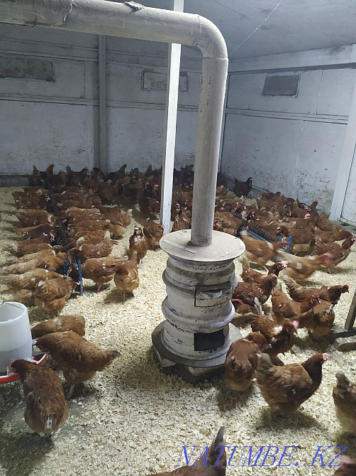 Продам молодых курей  - изображение 3