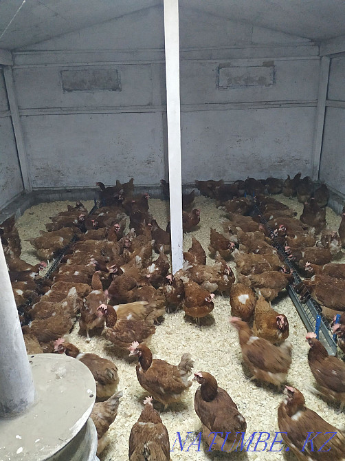 Продам молодых курей  - изображение 1