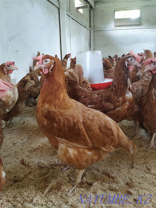 I will sell laying hens Loman Brown  - photo 1