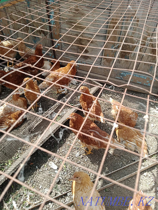 Куры Ломан Браун  - изображение 2