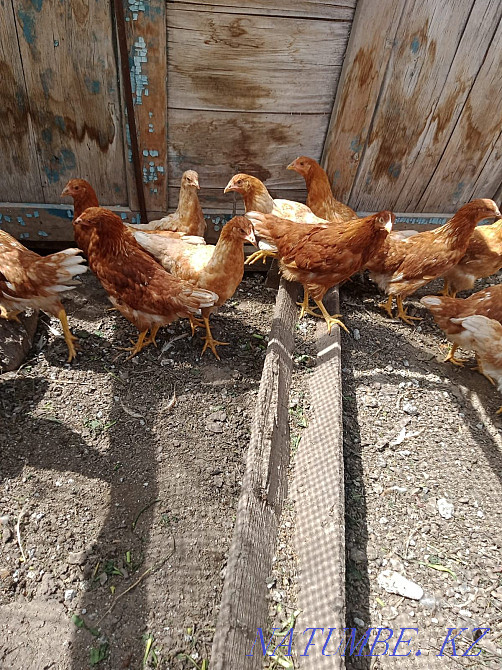 Куры Ломан Браун  - изображение 1