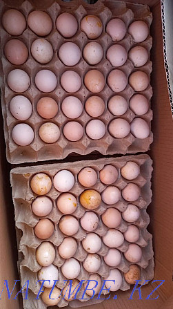 Laying hens. Hens. Tauyk. Hisex brown. Loman Brown Shipping  - photo 4