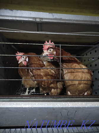 Laying hens. Hens. Tauyk. Hisex brown. Loman Brown Shipping  - photo 3