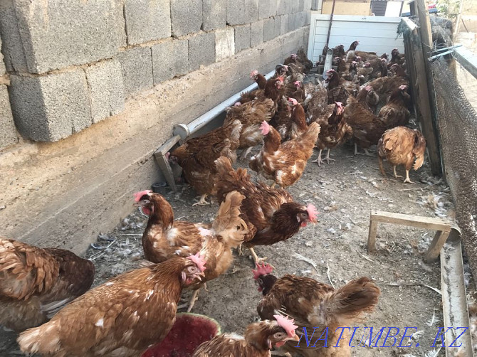 Laying hens. Hens. Tauyk. Hisex brown. Loman Brown Shipping  - photo 1