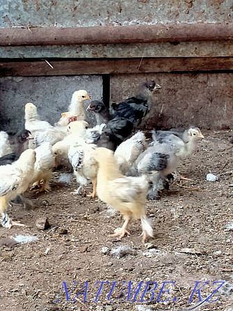 Chickens  - photo 2