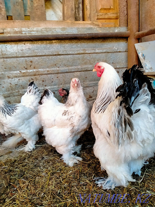 Chickens  - photo 4