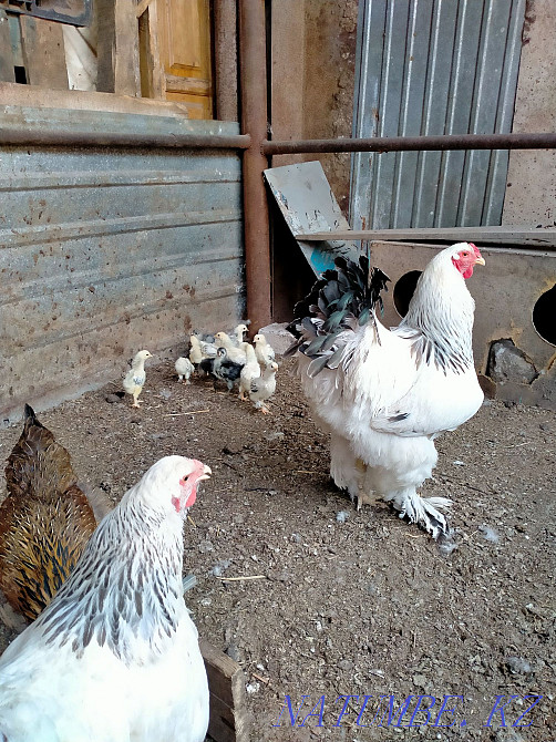 Chickens  - photo 1