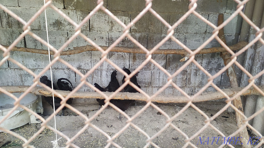 Wuheilyuy chicken egg  - photo 3