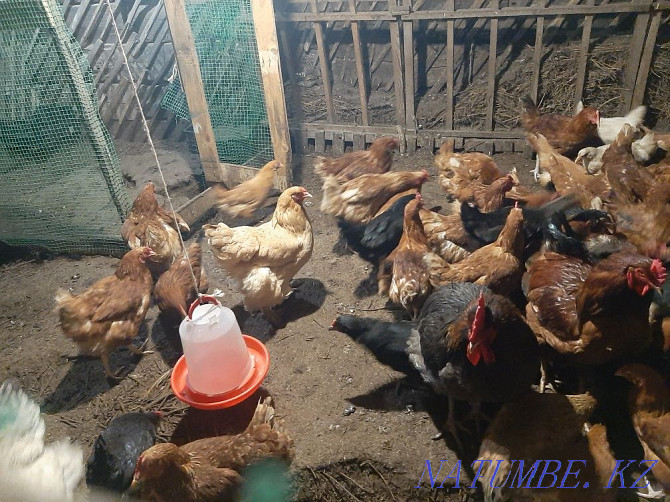 I will sell laying hens for 4 thousand different breeds  - photo 1