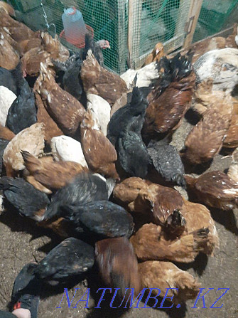 I will sell laying hens for 4 thousand different breeds  - photo 2