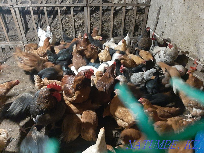 I will sell laying hens for 4 thousand different breeds  - photo 4