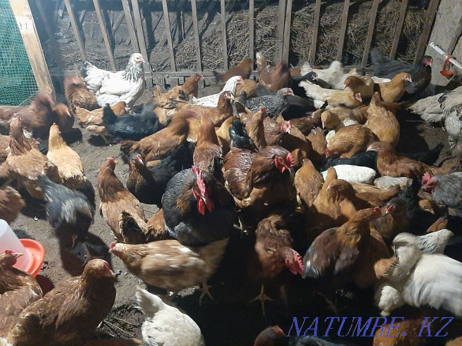 I will sell laying hens for 4 thousand different breeds  - photo 3