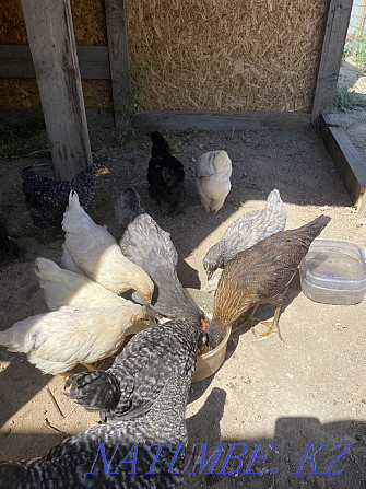 Chickens and hens  - photo 1