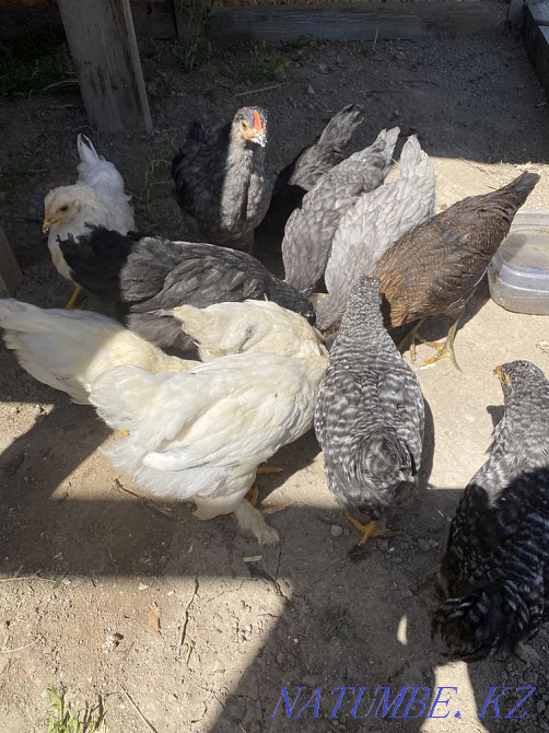 Chickens and hens  - photo 2