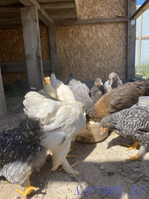 Chickens and hens  - photo 3