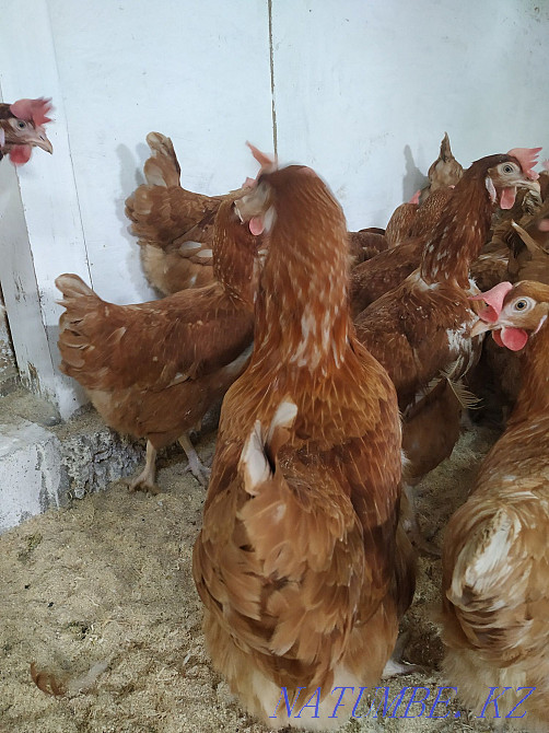 Sell chicken Molodka  - photo 3