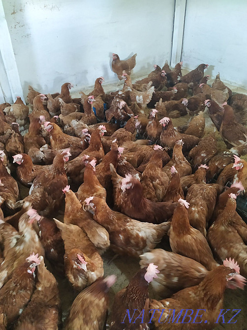 Sell chicken Molodka  - photo 4