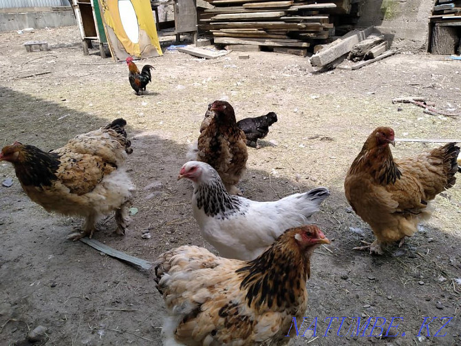 I will sell chicken breed Brama  - photo 1
