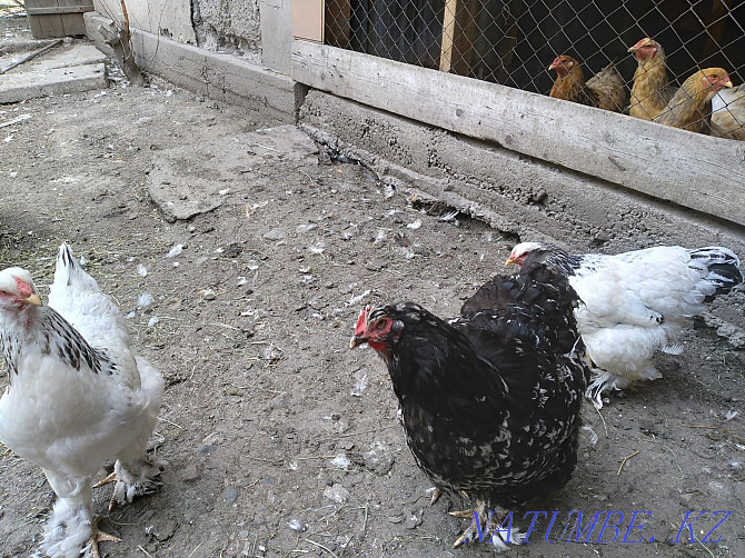 I will sell chicken breed Brama  - photo 4