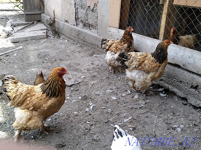 I will sell chicken breed Brama  - photo 2