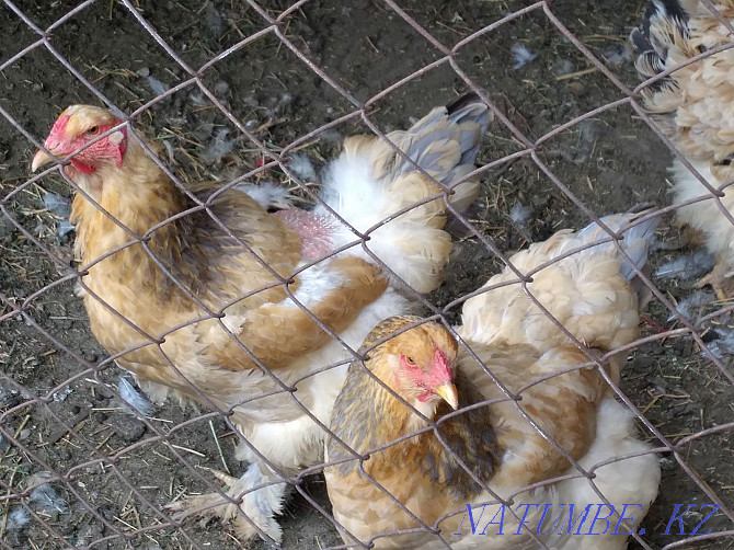 I will sell chicken breed Brama  - photo 3