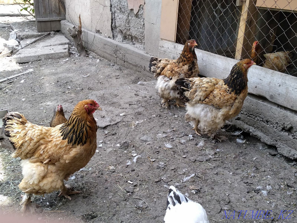 I will sell chicken breed Brama  - photo 2