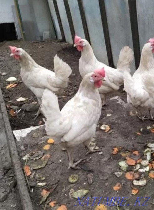 Куры полностью оперенные  - изображение 1