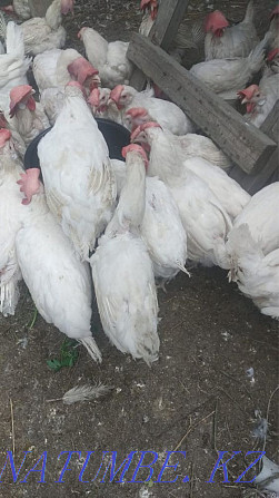 Laying hens  - photo 1