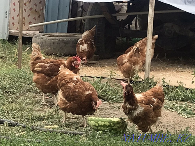 Tauyk. Laying hens. Hisex Brown. Wholesale. Delivery is free.  - photo 2
