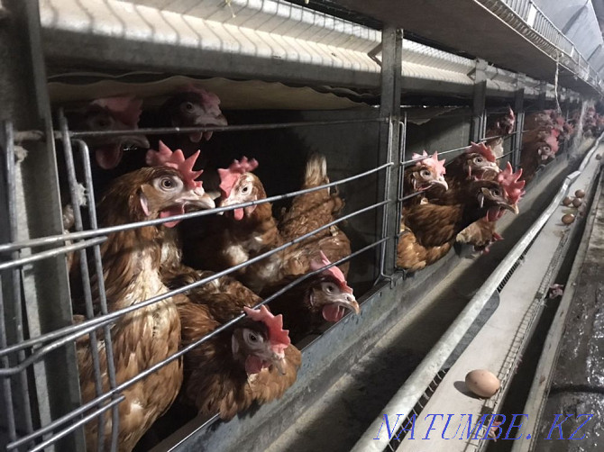 Tauyk. Laying hens. Hisex Brown. Wholesale. Delivery is free.  - photo 4
