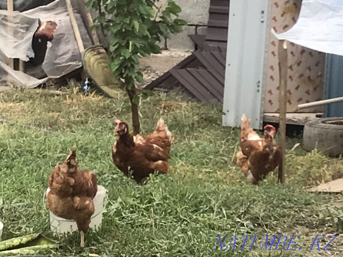 Tauyk. Laying hens. Hisex Brown. Wholesale. Delivery is free.  - photo 3