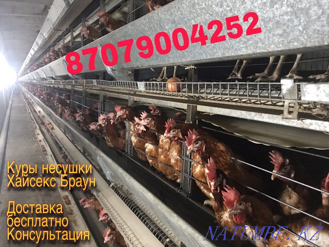 Tauyk. Laying hens. Hisex Brown. Wholesale. Delivery is free.  - photo 1