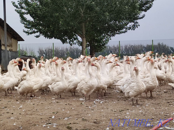 Geese breed Linda! Shalqar - photo 1