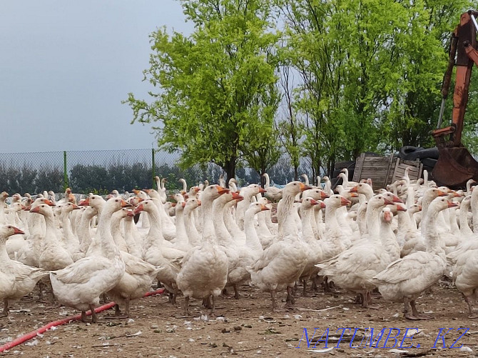 Geese breed Linda! Shalqar - photo 2
