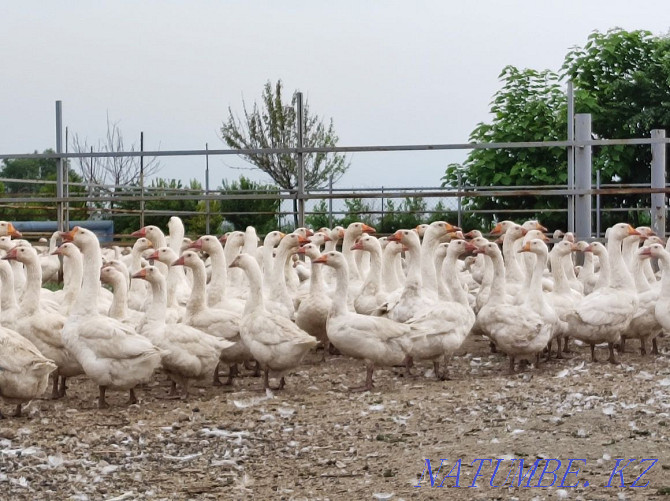 Geese breed Linda! Shalqar - photo 3