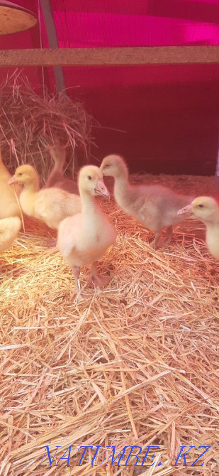 Selling weekly Kholmogory goslings Petropavlovsk - photo 1
